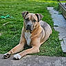dog, pet, animal, outdoor, grass, garden, lawn, pathway, concrete, sitting, lying_down, portrait, short_hair, brown_fur, white_chest, floppy_ears, paws, serious_expression, backyard, nature