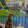 dog, animal, pet, harness, leash, riverside, river, water, mountains, landscape, village, building, restaurant, bridge, railing, outdoors, travel, scenic, sunlight, reflection