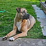 dog, canine, pet, tan_fur, white_chest, sitting, lying_down, outdoor, grass, lawn, garden, walkway, concrete, portrait, animal, muzzle, floppy_ears, brown_eyes, bicycle, relaxed