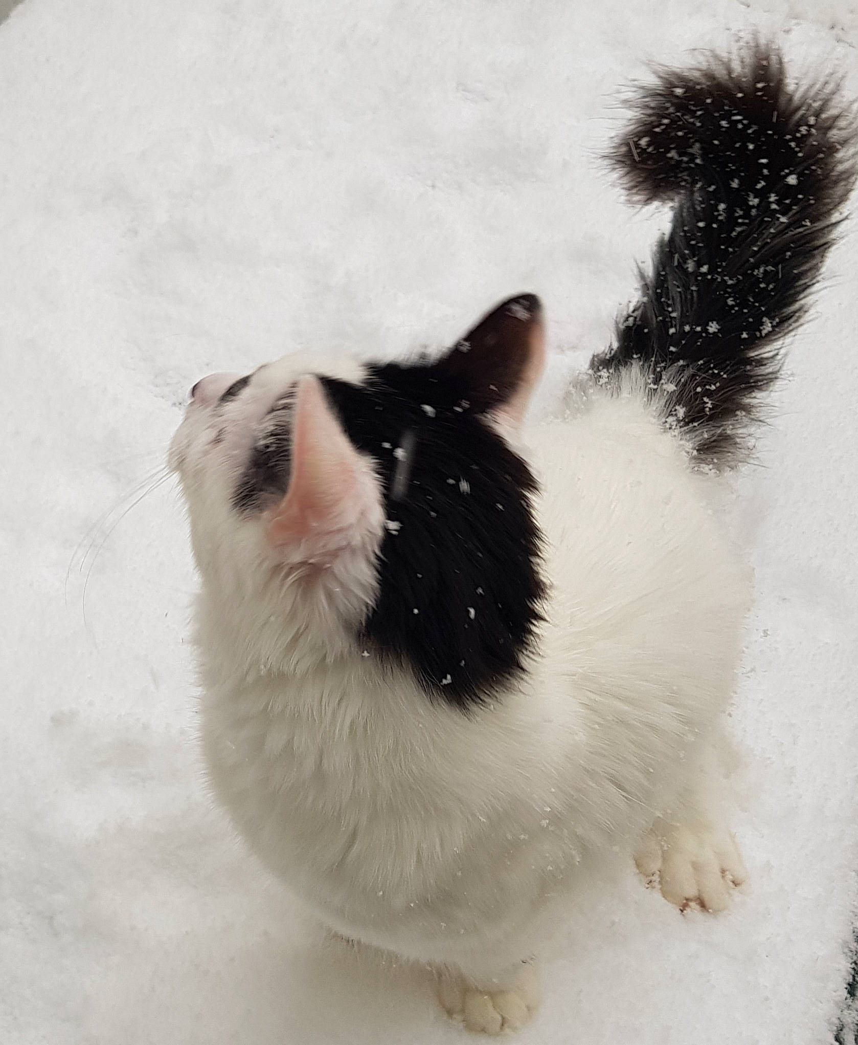 Max is registered to the contest to win money with this photo: art, carnivore, cat, claw, dog_breed, felidae, foot, freezing, fur, monochrome_photography, paw, small_to_medium_sized_cats, snout, snow, tail, terrestrial_animal, whiskers, window