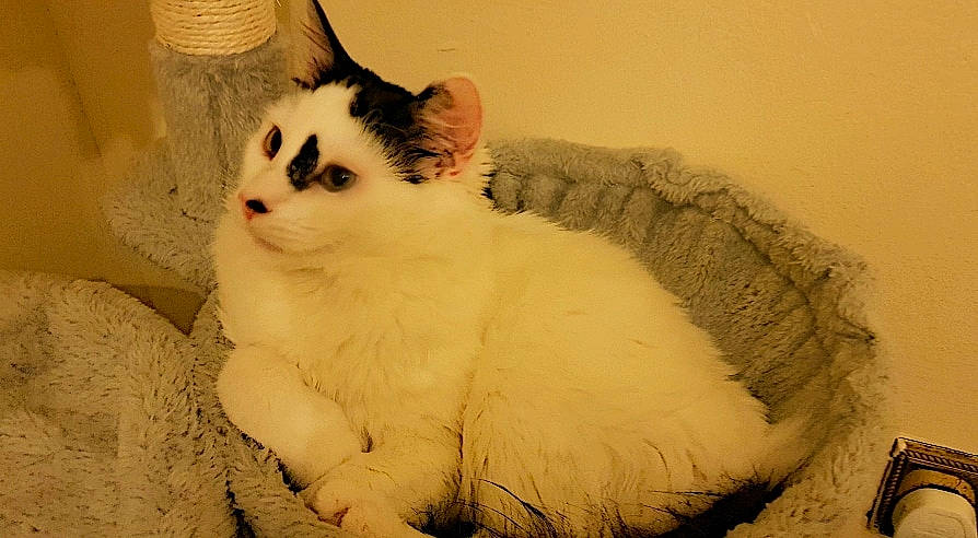 Max joined the competition — help win amazing prizes! carnivore, cat, claw, comfort, domestic_short_haired_cat, fawn, felidae, foot, fur, head, paw, sitting, small_to_medium_sized_cats, snout, tail, terrestrial_animal, whiskers, window