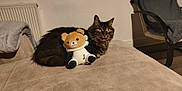 Nala a rejoint le concours — aidez-le/la à gagner de superbes lots ! cat, tabby_cat, plush_toy, teddy_bear, couch, furniture, indoor, pet, animal, cozy, soft_lighting, beige, brown, black, white, resting, cute, stuffed_animal, home, relaxation