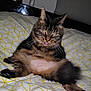 cat, tabby, pet, animal, bed, blanket, fur, whiskers, relaxed, tongue_out, cute, indoor, sleepy, feline, domestic_animal, paw, tail, striped, cozy, resting