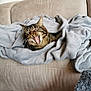 Nala a rejoint le concours — aidez-le/la à gagner de superbes lots ! cat, tabby, blanket, couch, yawning, feline, cozy, indoor, pet, fur, whiskers, sleepy, relaxing, mouth_open, comfortable, soft_texture, home, animal, domestic, resting