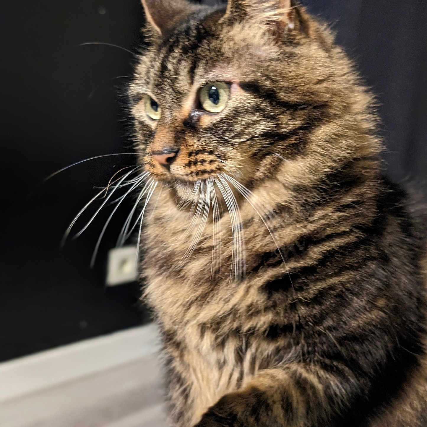 Nala participe au concours pour gagner de l'argent avec cette photo : animal, cat, closeup, curious, cute, domestic_animal, feline, fur, green_eyes, housepet, indoor, looking_away, mammal, paw, pet, portrait, side_view, soft_light, tabby, whiskers