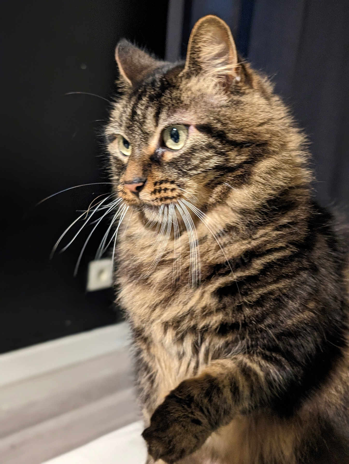 Nala participe au concours pour gagner de l'argent avec cette photo : cat, tabby, whiskers, green_eyes, fur, paw, pet, animal, portrait, indoor, closeup, mammal, feline, cute, domestic_animal, looking_away, side_view, soft_light, curious, housepet
