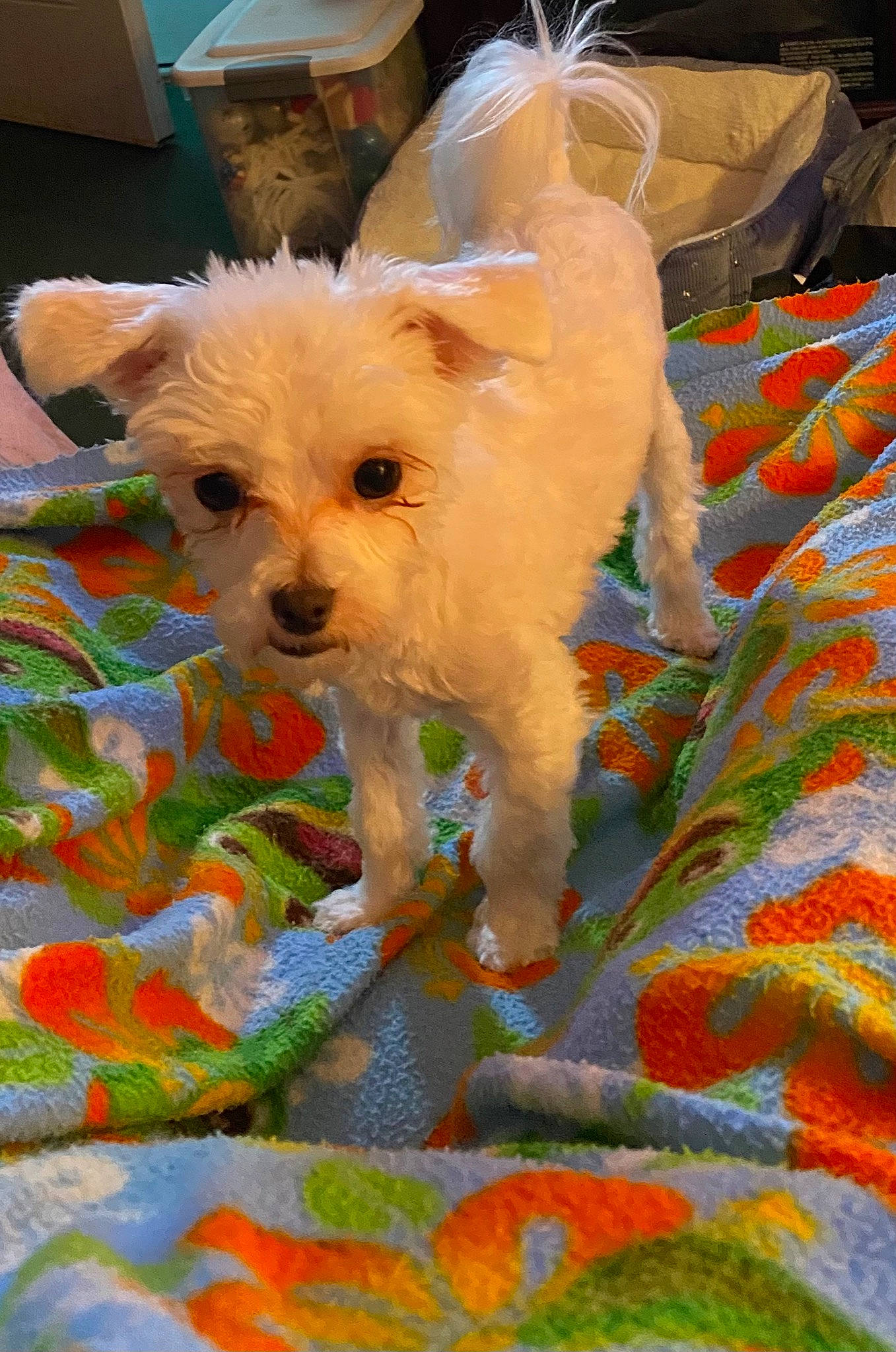 Mini is registered to the contest to win money with this photo: ancient_dog_breeds, art, canidae, carnivore, companion_dog, dog, dog_breed, dog_clothes, dog_supply, fawn, fur, maltepoo, non_sporting_group, small_terrier, snout, sporting_group, terrier, toy_dog, working_animal