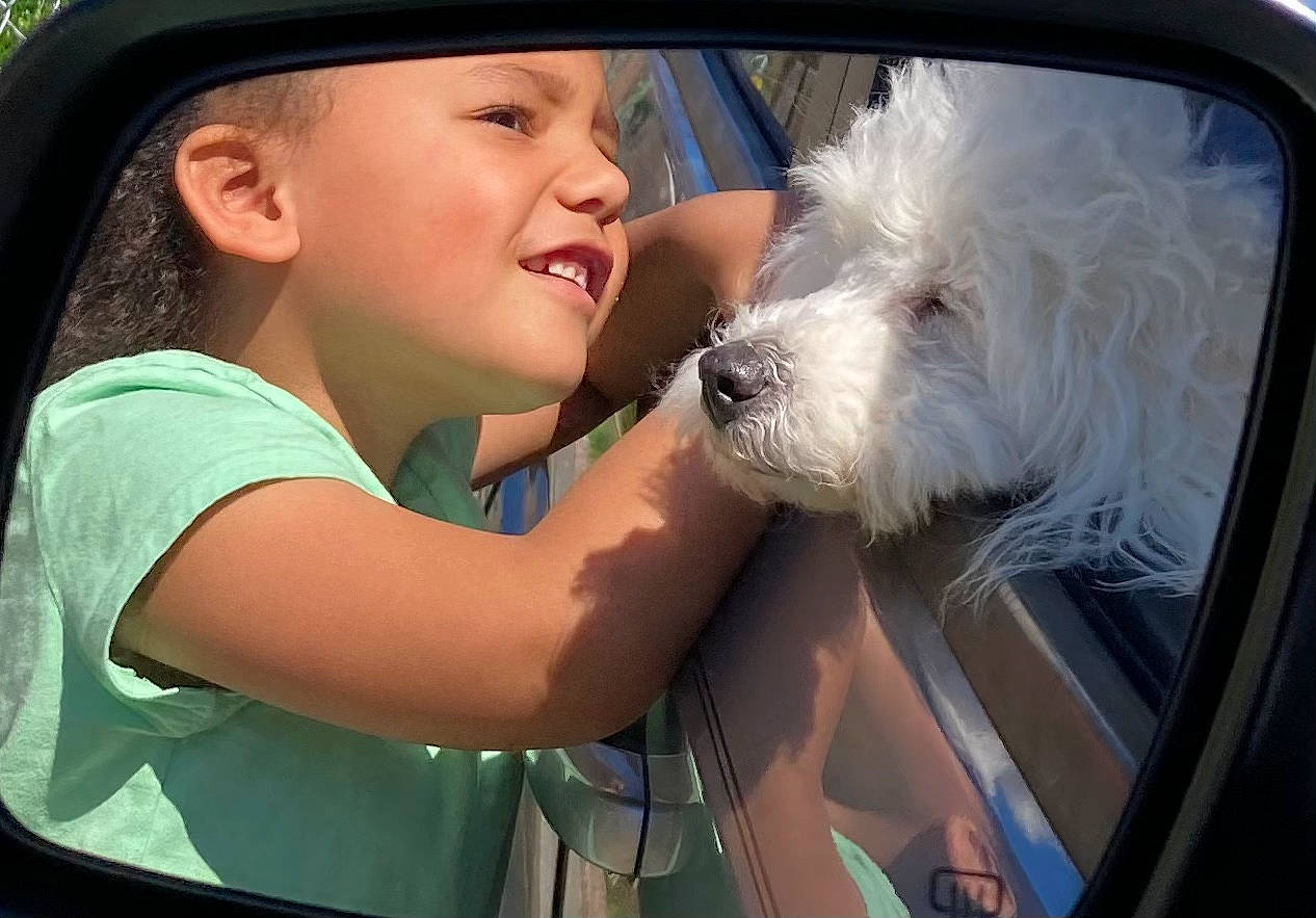 Missie joined the competition — help win amazing prizes! auto_part, automotive_exterior, automotive_mirror, automotive_window_part, cap, car, car_seat, car_seat_cover, carnivore, companion_dog, dog, dog_breed, hat, motor_vehicle, sporting_group, steering_wheel, toddler, vehicle, vehicle_door, windshield