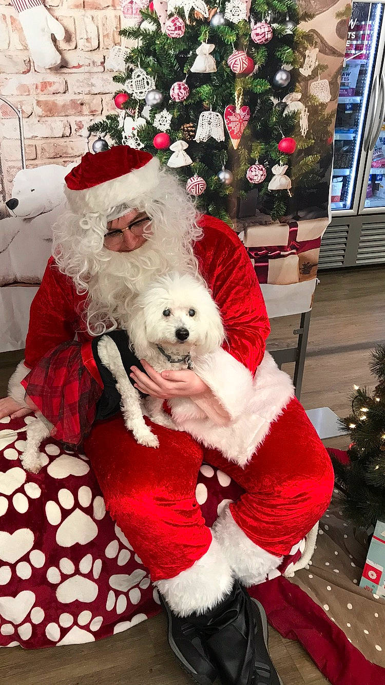 Missie is registered to the contest to win money with this photo: carnivore, christmas, christmas_decoration, christmas_tree, companion_dog, dog, dog_breed, dog_clothes, dog_supply, event, fawn, fur, holiday, ornament, plant, santa_claus, sporting_group, toy_dog, tree, white
