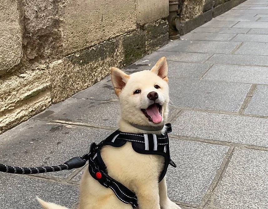 Pumba participe au concours pour gagner de l'argent avec cette photo : canidae, carnivore, collar, companion_dog, dog, dog_breed, dog_collar, dog_supply, fashion_accessory, fawn, leash, paw, pet_supply, road_surface, sidewalk, snout, sporting_group, tail, whiskers, working_animal