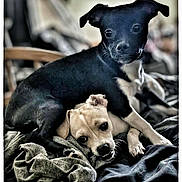 Piper And Milo is registered to the contest to win money with this photo: animal, bed, black_dog, blanket, canine, companions, cozy, cute, dog, domestic_animal, friendship, fur, indoor, laying, light_dog, pets, pile, playing, resting, snuggle