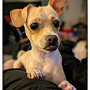 Milo is registered to the contest to win money with this photo: dog, puppy, small_dog, close_up, pet, animal, cute, ears, paws, fur, indoor, resting, curious, black_nose, whiskers, looking_away, blurred_background, soft_lighting, canine, companion