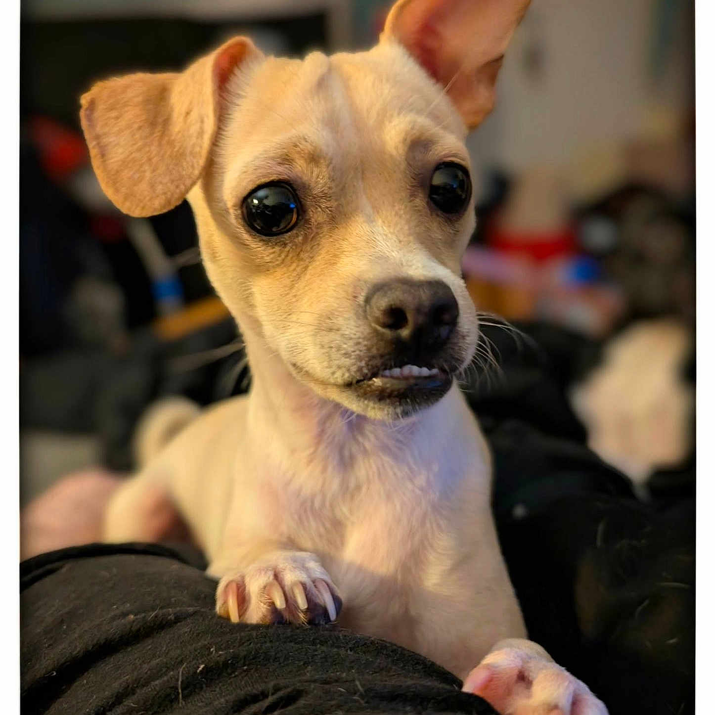 Milo is registered to the contest to win money with this photo: animal, black_nose, blurred_background, canine, close_up, companion, curious, cute, dog, ears, fur, indoor, looking_away, paws, pet, puppy, resting, small_dog, soft_lighting, whiskers