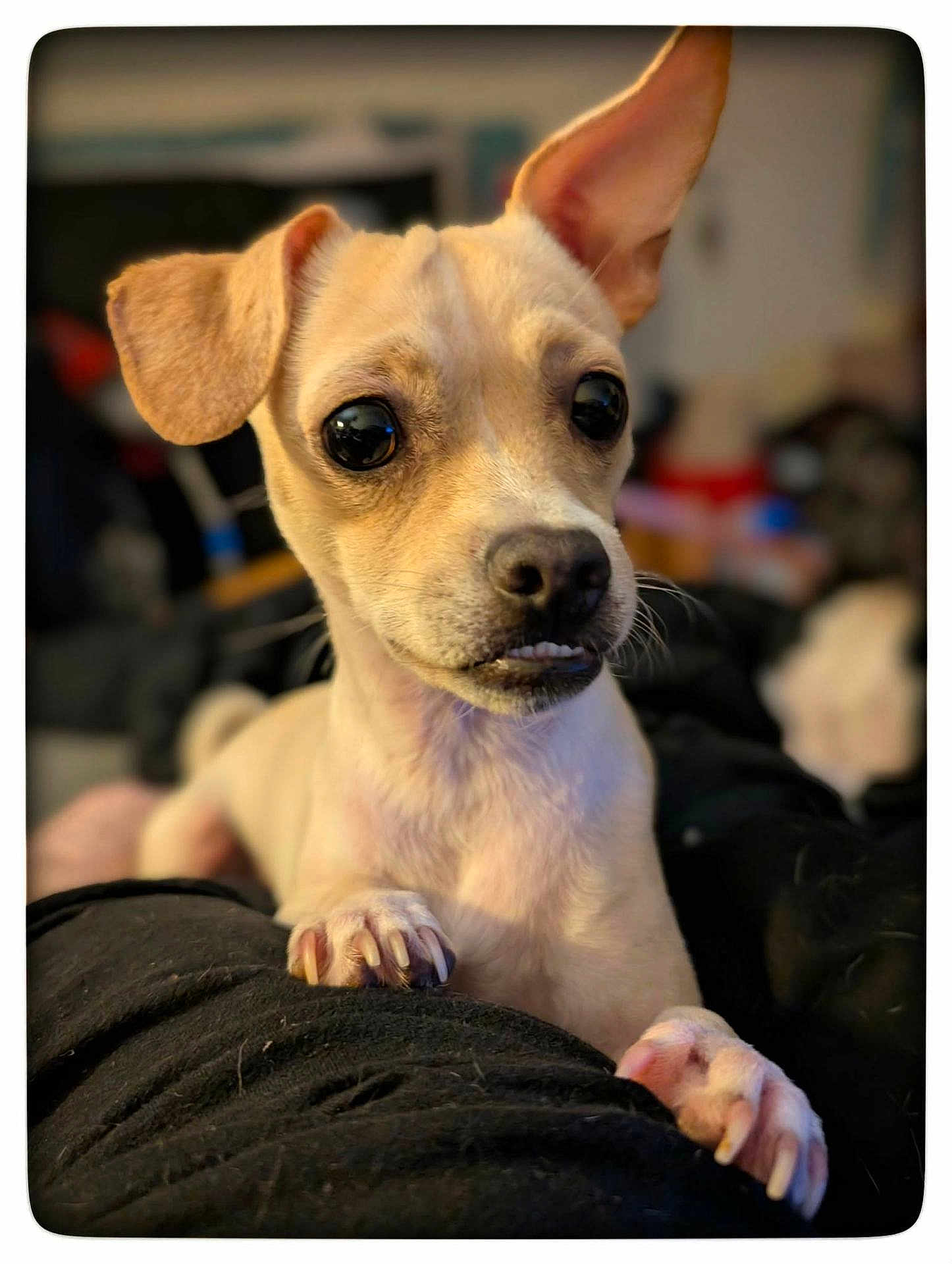 Milo is registered to the contest to win money with this photo: dog, puppy, small_dog, close_up, pet, animal, cute, ears, paws, fur, indoor, resting, curious, black_nose, whiskers, looking_away, blurred_background, soft_lighting, canine, companion