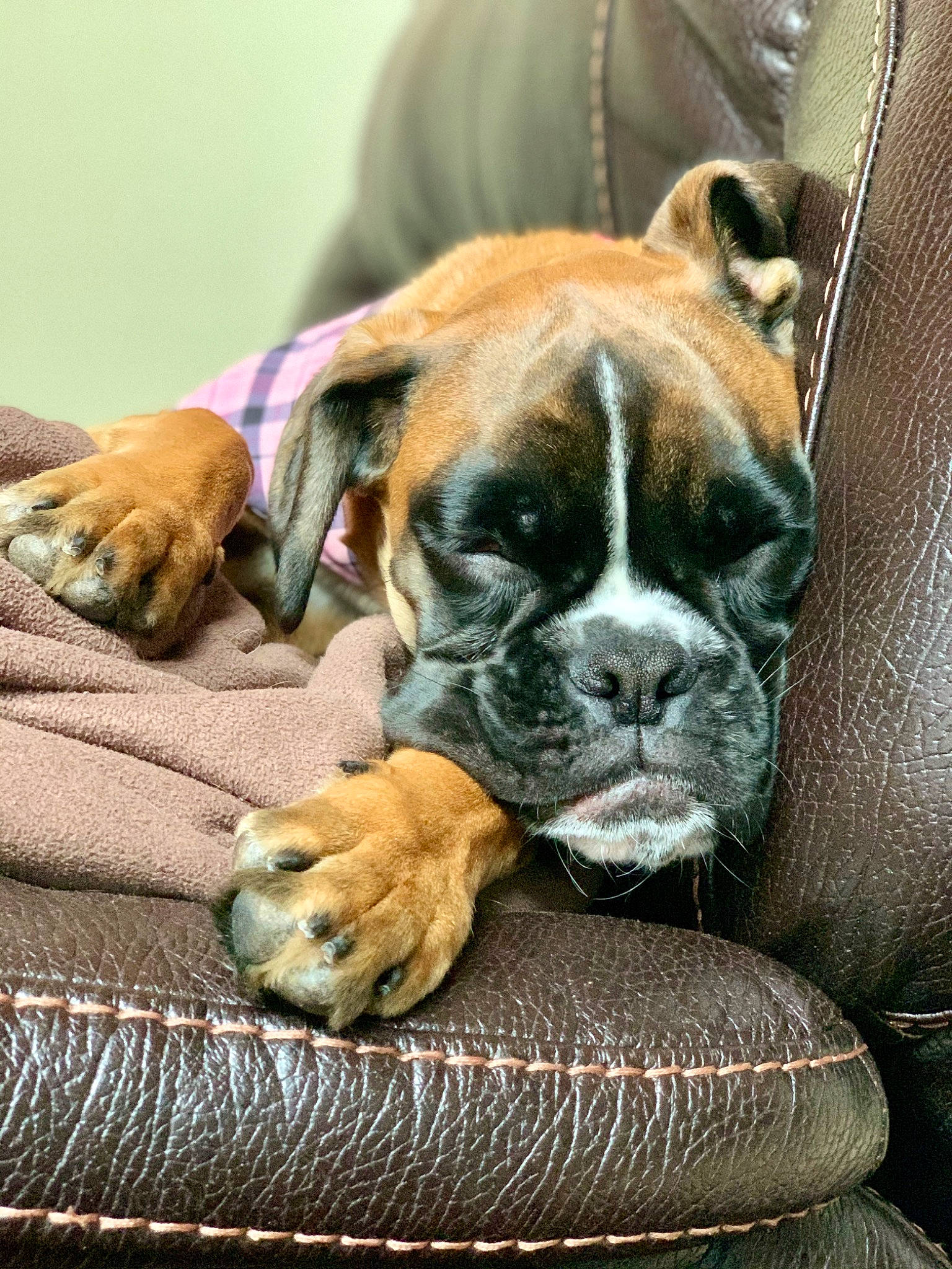 Moxie joined the competition — help win amazing prizes! australian_bulldog, boerboel, boxer, british_bulldogs, canidae, carnivore, companion_dog, dog, dog_breed, fawn, mammal, molosser, old_english_bulldog, olde_english_bulldogge, puppy, snout, sporting_group, valley_bulldog, vertebrate, working_dog