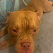 Thor a rejoint le concours — aidez-le/la à gagner de superbes lots ! dog, brown_dog, wrinkles, close_up, lying_down, floor, pet, animal, canine, indoors, expression, face, ears, nose, fur, background, texture, resting, portrait, companion