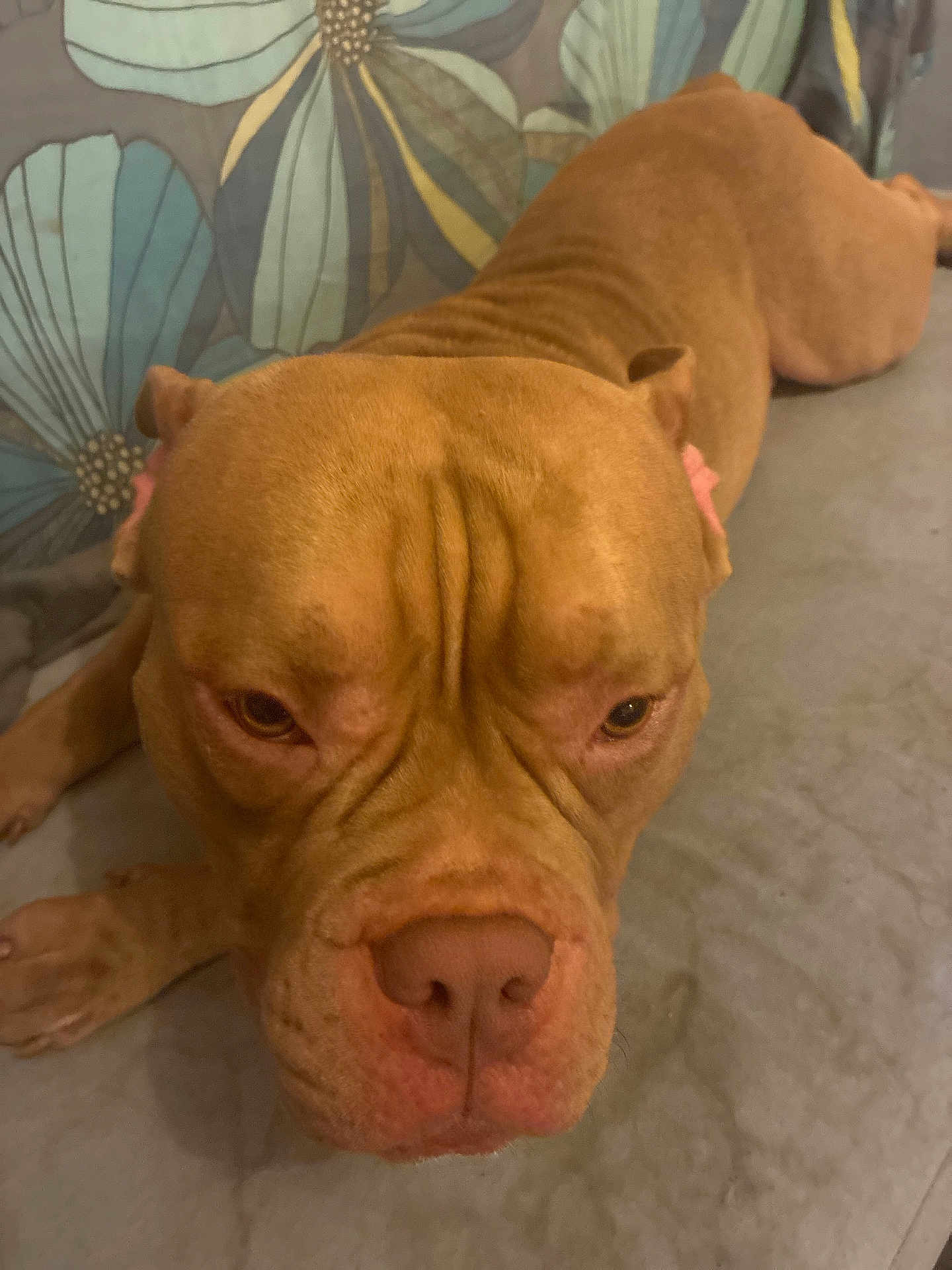 Thor a rejoint le concours — aidez-le/la à gagner de superbes lots ! dog, brown_dog, wrinkles, close_up, lying_down, floor, pet, animal, canine, indoors, expression, face, ears, nose, fur, background, texture, resting, portrait, companion