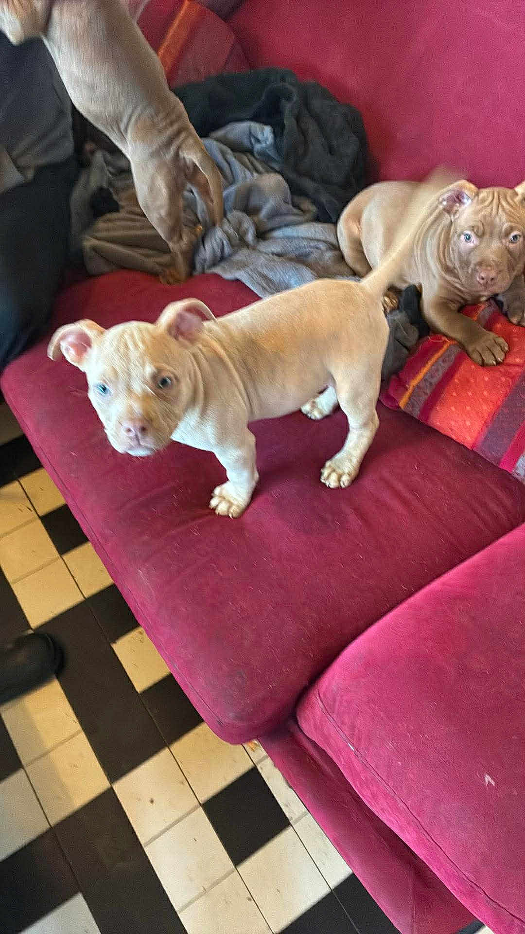 Shelby a rejoint le concours — aidez-le/la à gagner de superbes lots ! puppy, dog, couch, blanket, red, fur, pet, indoor, floor, checkered_floor, animal, young_dog, playful, alert, resting, furniture, cozy, home, canine, cute