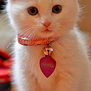 Pearle a rejoint le concours — aidez-le/la à gagner de superbes lots ! kitten, white_cat, collar, bell, heart_shaped_tag, pet, animal, cute, furry, indoor, close_up, sitting, young_cat, domestic_cat, portrait, feline, whiskers, floor, soft_light, curious