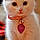 Pearle