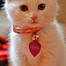 kitten, white_cat, collar, bell, heart_shaped_tag, pet, animal, cute, furry, indoor, close_up, sitting, young_cat, domestic_cat, portrait, feline, whiskers, floor, soft_light, curious