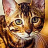 animal, background_blur, bengal_cat, cat, close_up, cute, domestic_animal, ears, feline, fur, green_eyes, indoor, looking_at_camera, mammal, pet, portrait, striped, warm_lighting, whiskers, young_cat