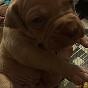 Arko a rejoint le concours — aidez-le/la à gagner de superbes lots ! animal, background, brown_fur, close_up, cute, dog, domestic_animal, expression, face, furry, hand, holding, indoor, mammal, paw, pet, puppy, small, wrinkled_skin, young