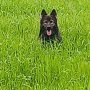 Farouk participe au concours pour gagner de l'argent avec cette photo : dog, black_dog, grass, green, outdoor, animal, tongue_out, nature, field, pet, canine, summer, playful, happy, ears_up, tongue, fur, wildlife, muzzle, daylight