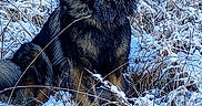 Farouk a rejoint le concours — aidez-le/la à gagner de superbes lots ! dog, german_shepherd, snow, winter, forest, animal, outdoor, nature, frost, cold, sitting, canine, fur, wildlife, landscape, trees, bushes, alert, majestic, portrait