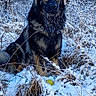 dog, german_shepherd, snow, winter, forest, animal, outdoor, nature, frost, cold, sitting, canine, fur, wildlife, landscape, trees, bushes, alert, majestic, portrait