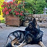 Farouk a rejoint le concours — aidez-le/la à gagner de superbes lots ! dog, german_shepherd, flower_pot, red_flowers, wooden_planter, stone_wall, greenery, garden, outdoor, patio, canine, relaxed, fur, pet, animal, nature, daylight, plant, leaves, scenery