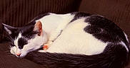 Habibi joined the competition — help win amazing prizes! cat, sleeping, black_and_white, fur, pet, animal, cozy, couch, indoor, resting, cute, whiskers, tail, close_up, feline, domestic, relaxing, nap, soft, peaceful