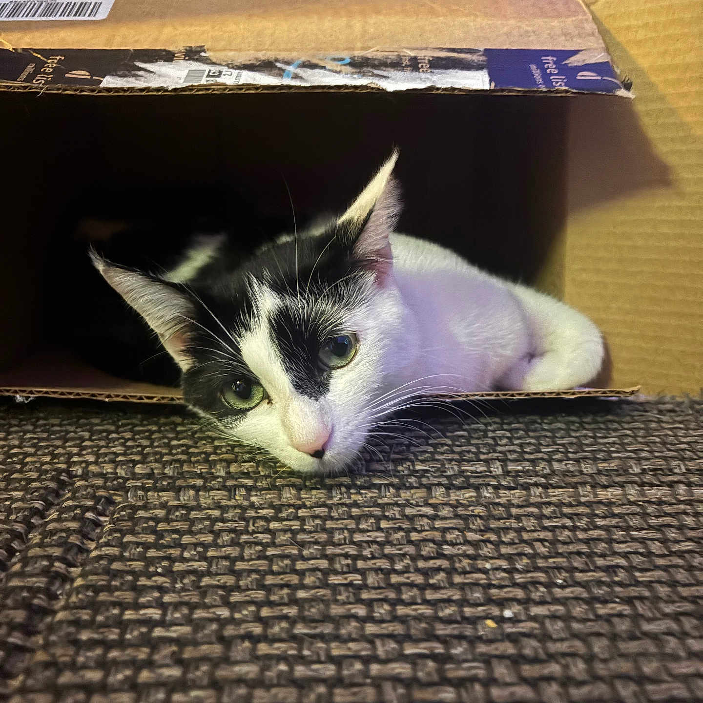 Habibi is registered to the contest to win money with this photo: cat, black_and_white, cardboard_box, carpet, indoor, pet, feline, resting, curious, whiskers, ears, head, closeup, animal, cute, domestic, fur, eyes, texture, cozy
