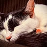 Habibi is registered to the contest to win money with this photo: cat, sleeping, black_and_white, close_up, fur, whiskers, nose, ear, pet, animal, cozy, resting, cute, domestic_cat, indoor, soft, peaceful, portrait, mammal, feline
