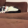 Habibi joined the competition — help win amazing prizes! cat, sleeping, black_and_white, couch, indoor, pet, feline, resting, cozy, fur, closeup, domestic_animal, relaxation, sunlight, comfort, home, animal, mammal, whiskers, cute