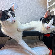 Habibi joined the competition — help win amazing prizes! cat, black_and_white, feline, pets, pets_indoor, resting, bed, curious, stretching, paw, two_animals, companionship, cute, indoor, relaxed, cozy, fur, whiskers, animal_face, domestic_animal