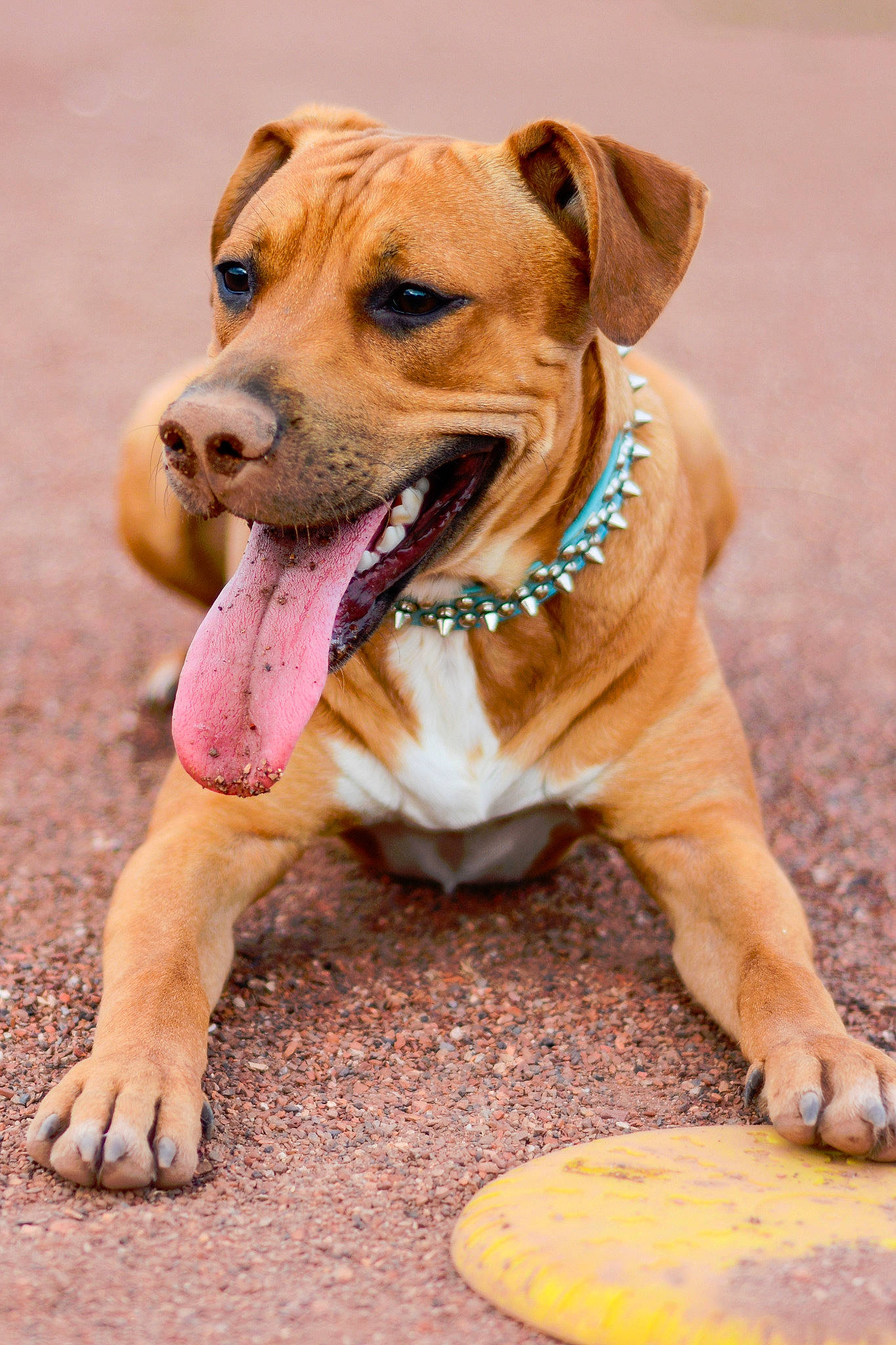 Antis a rejoint le concours — aidez-le/la à gagner de superbes lots ! american_pit_bull_terrier, american_staffordshire_terrier, ancient_dog_breeds, canidae, carnivore, companion_dog, dog, dog_breed, fawn, mammal, non_sporting_group, paw, perro_de_presa_mallorquin, puppy, rare_breed_dog, snout, sporting_group, vertebrate