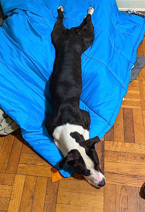 Wanda joined the competition — help win amazing prizes! azure, blue, canidae, carnivore, comfort, companion_dog, couch, dog, dog_breed, dog_supply, electric_blue, fawn, hardwood, linens, pet_supply, snout, sporting_group, tail, wood, working_animal