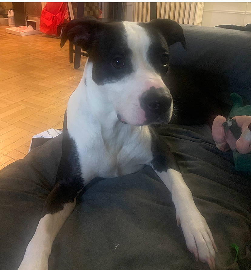 Wanda joined the competition — help win amazing prizes! canidae, carnivore, chair, collar, comfort, companion_dog, dog, dog_breed, dog_collar, fawn, flooring, fur, non_sporting_group, pet_supply, snout, sporting_group, street_dog, tail, whiskers, working_animal