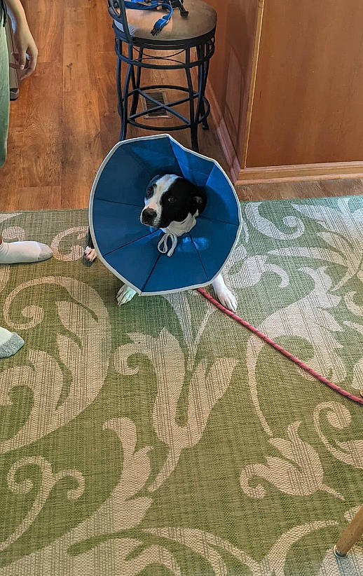 Wanda is registered to the contest to win money with this photo: aqua, azure, carnivore, carpet, chair, circle, electric_blue, floor, flooring, hardwood, pattern, plant, rectangle, room, stairs, textile, tree, wood, wood_flooring, wood_stain