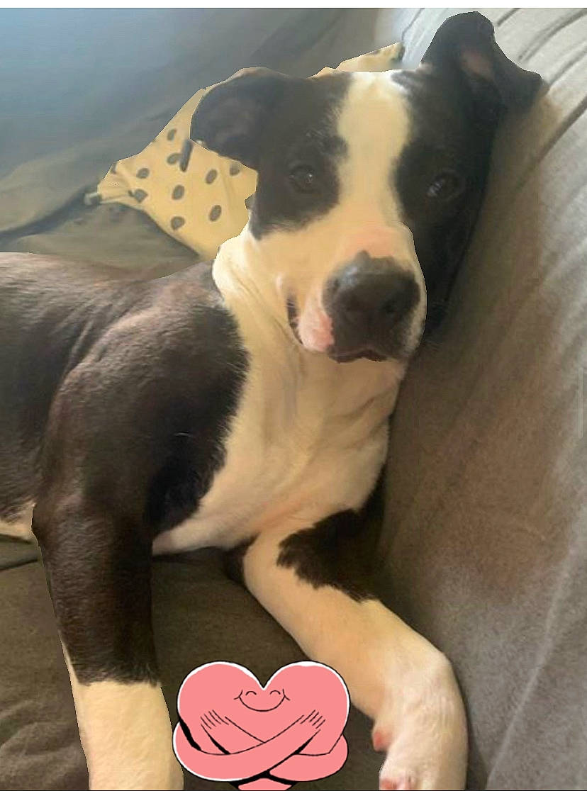 Wanda is registered to the contest to win money with this photo: carmine, carnivore, collar, comfort, companion_dog, dog, dog_breed, dog_supply, foot, fur, gesture, human_leg, linens, nail, snout, sporting_group, terrestrial_animal, thigh, working_animal, wrist