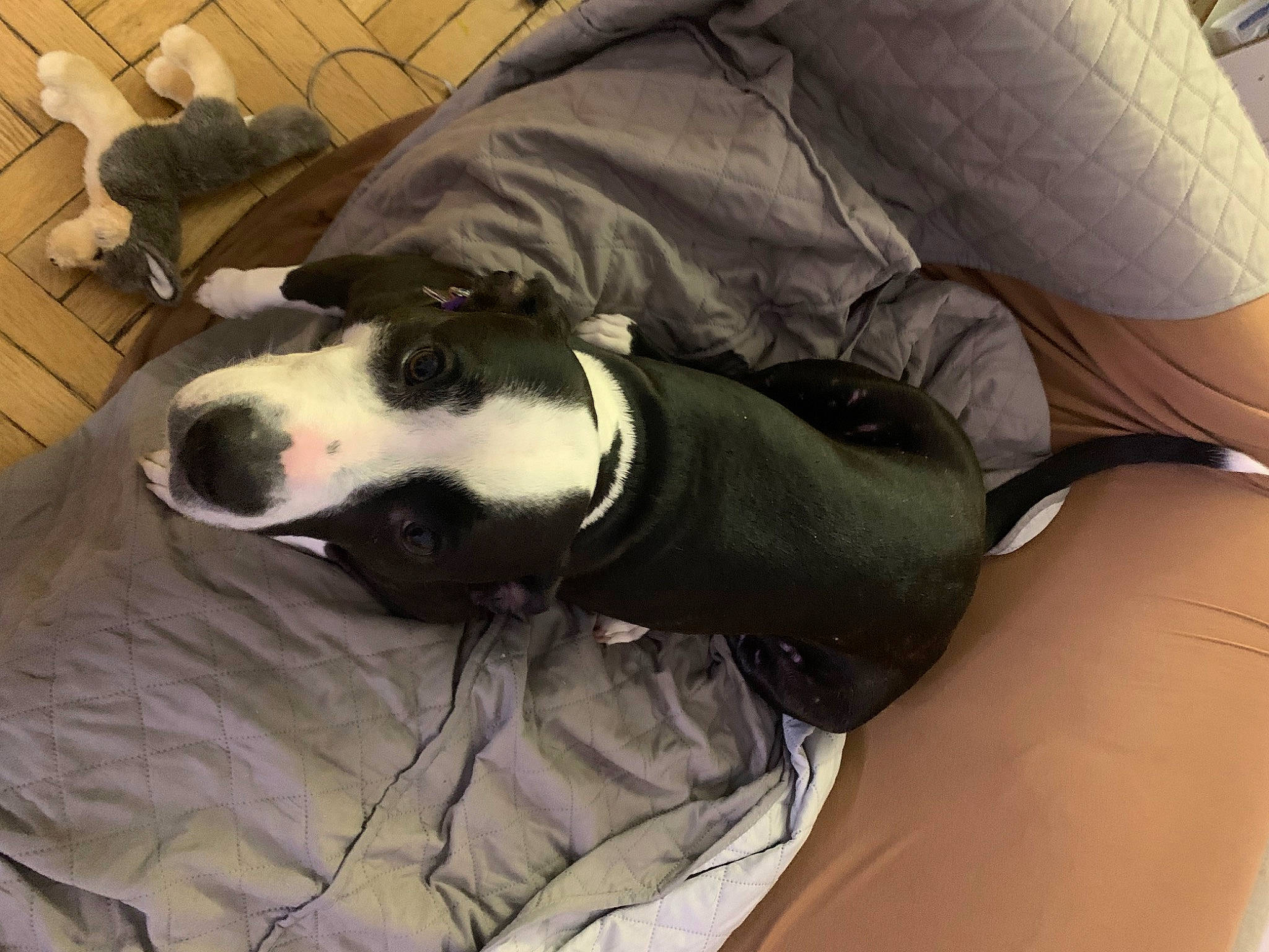 Wanda is registered to the contest to win money with this photo: canidae, carnivore, comfort, companion_dog, dog, dog_breed, dog_supply, fur, human_leg, linens, nap, non_sporting_group, snout, sporting_group, thigh, working_animal