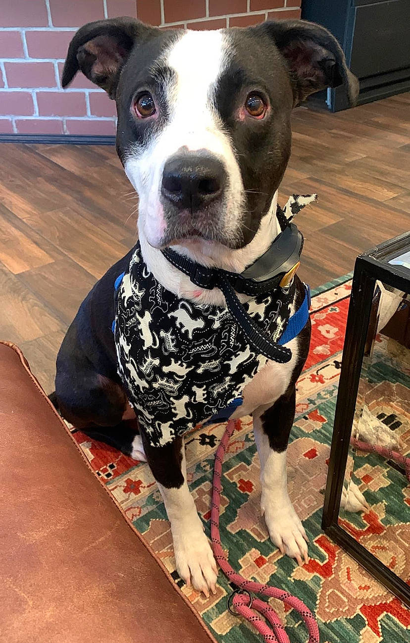 Wanda is registered to the contest to win money with this photo: carnivore, collar, companion_dog, dog, dog_breed, dog_collar, dog_supply, fawn, flooring, fur, hardwood, leash, non_sporting_group, pattern, pet_supply, snout, sporting_group, whiskers, working_animal, working_dog