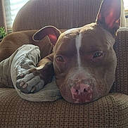 Chico is registered to the contest to win money with this photo: dog, brown_dog, resting, relaxed, indoor, armchair, blanket, paw, window, light, sunlight, cozy, pet, canine, fur, ears, snout, nose, home, comfort