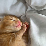 Mopote a rejoint le concours — aidez-le/la à gagner de superbes lots ! adorable, animal, bed, blanket, closeup, cozy, cute, domestic_cat, feline, fur, kitten, orange_cat, paw, pet, pink_nose, resting, sleeping, small, soft, young