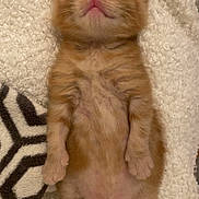 Mopote a rejoint le concours — aidez-le/la à gagner de superbes lots ! kitten, cat, sleeping, orange, fluffy, blanket, cute, small, fur, pet, animal, relaxed, cozy, indoors, resting, paw, whiskers, young, adorable, soft