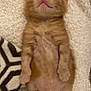 kitten, cat, sleeping, orange, fluffy, blanket, cute, small, fur, pet, animal, relaxed, cozy, indoors, resting, paw, whiskers, young, adorable, soft
