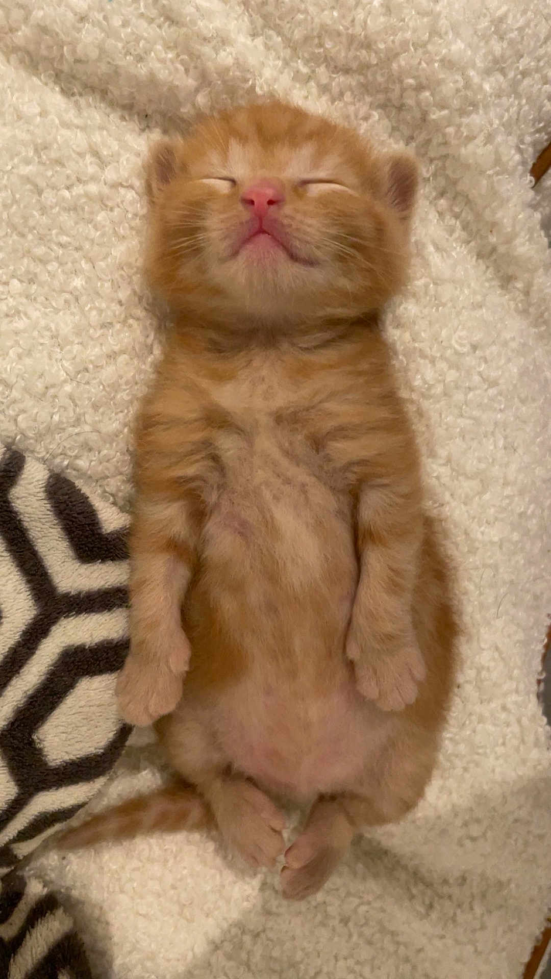 Mopote a rejoint le concours — aidez-le/la à gagner de superbes lots ! kitten, cat, sleeping, orange, fluffy, blanket, cute, small, fur, pet, animal, relaxed, cozy, indoors, resting, paw, whiskers, young, adorable, soft