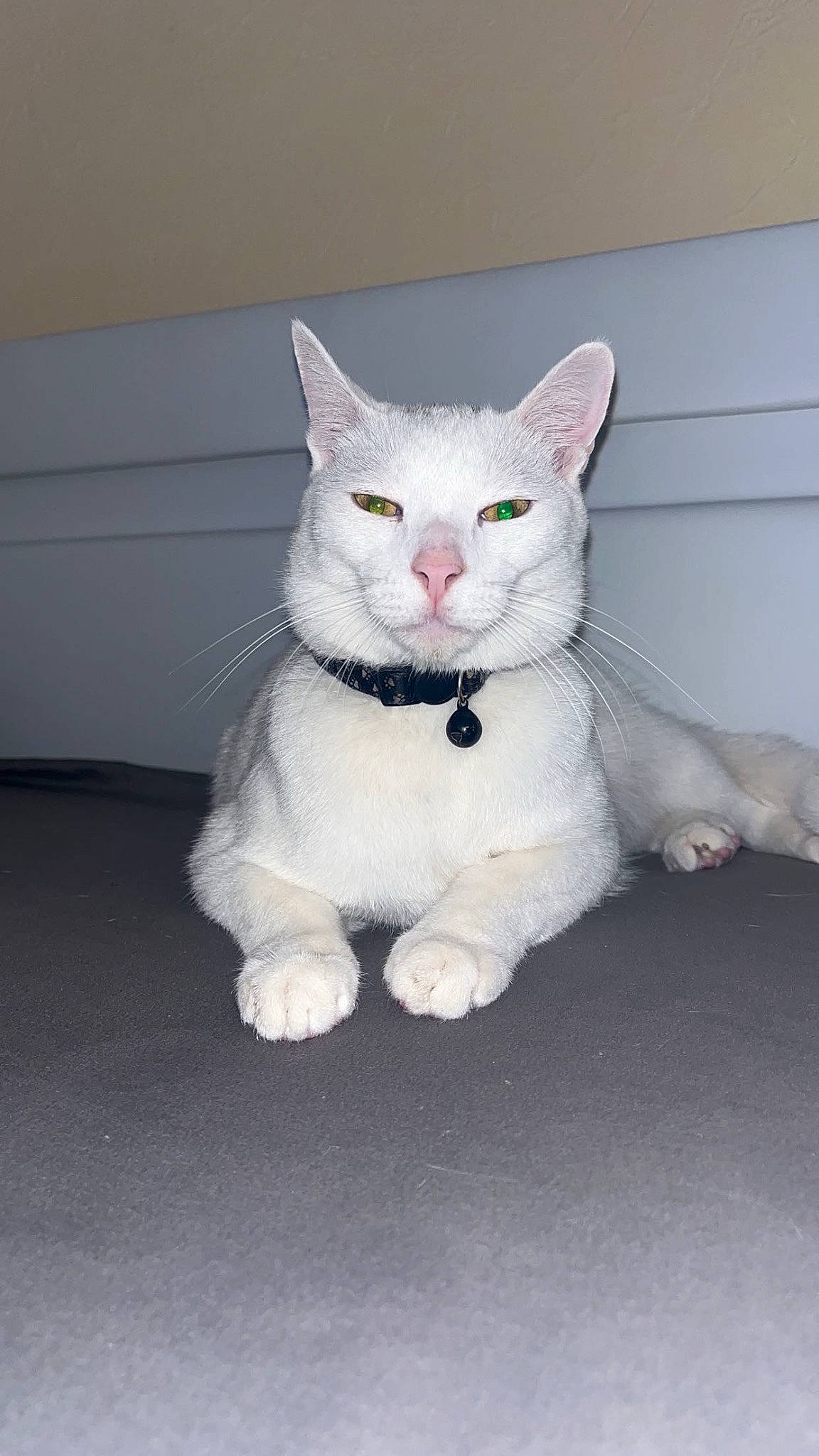 Flocon participe au concours pour gagner de l'argent avec cette photo : art, carnivore, cat, domestic_short_haired_cat, felidae, fur, grey, pattern, paw, sitting, small_to_medium_sized_cats, snout, tail, whiskers