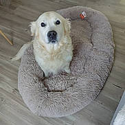 Jazz a rejoint le concours — aidez-le/la à gagner de superbes lots ! dog, golden_retriever, pet_bed, indoor, floor, plush, cozy, plant, fireplace, wooden_floor, furniture, home, canine, animal, looking_up, sitting, domestic, cute, fluffy, companion